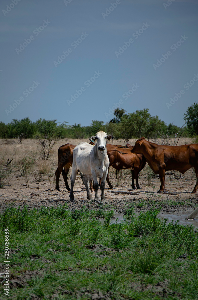herd of cattle on pasture with a gret steer in the foreground