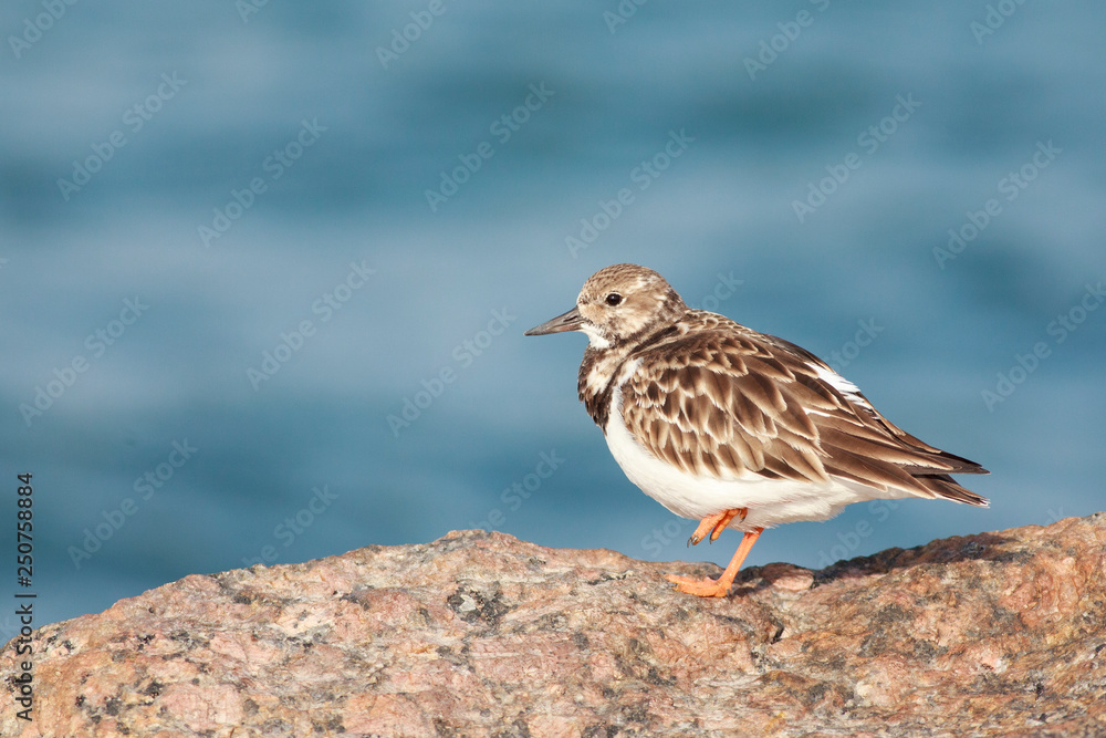 Arenaria interpres perched on a rock Arenaria interpres perched on a rock