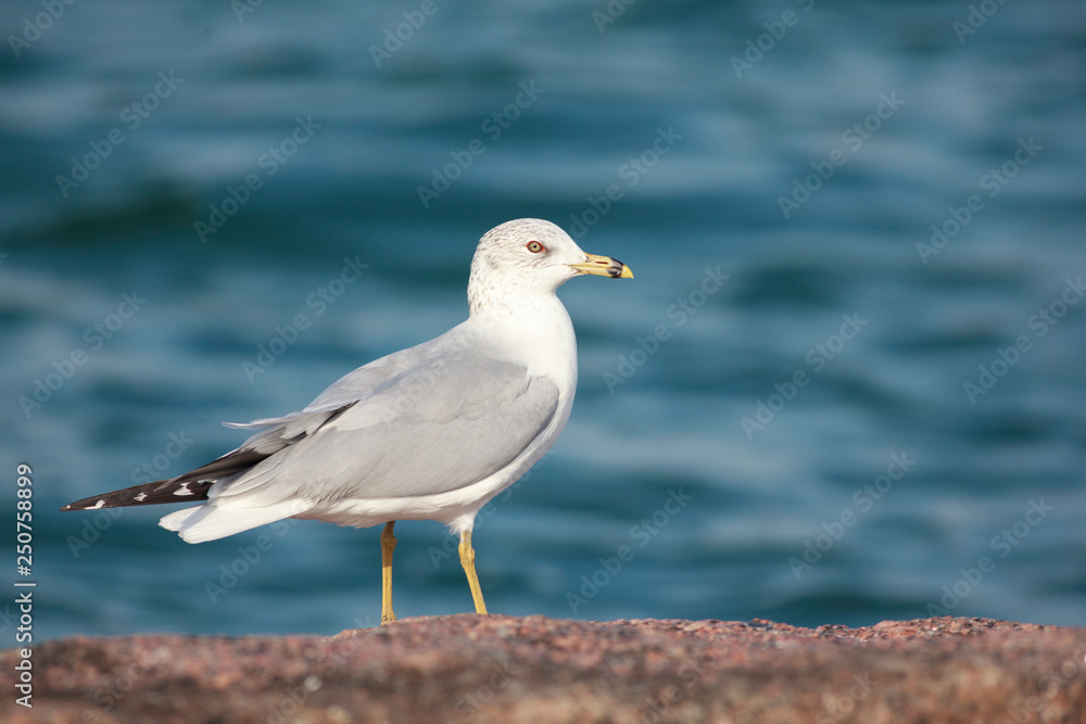 Larus delawarensis perched on a rock on the beach Larus delawarensis perched on a rock on the beach