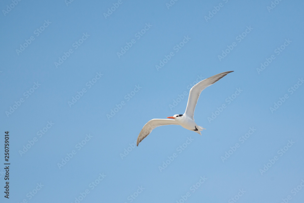 Obraz premium Thalasseus elegans flying on the beach