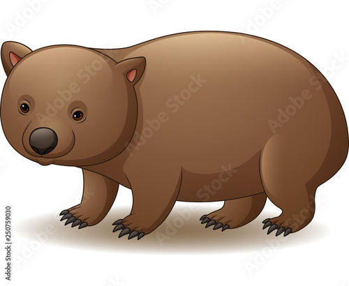 Illustration of wombat isolated on white background