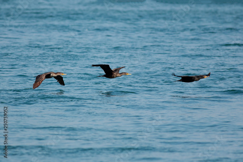 neotropic cormorant flying on the sea