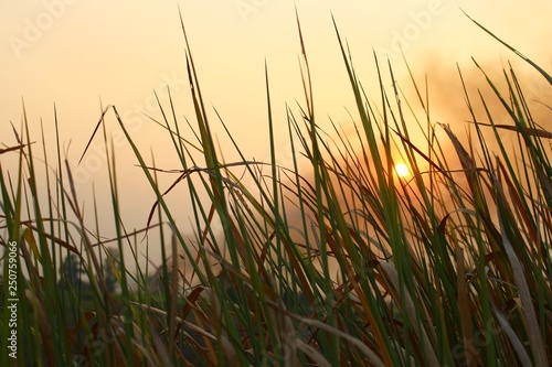 Beautiful yellow nature landscape of green field with The sun at sunset. - image