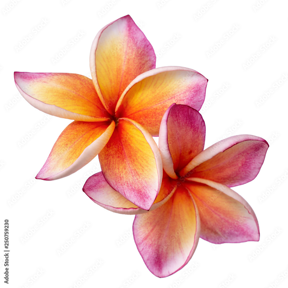 Pink frangipani isolated on white background Pink frangipani isolated on white background