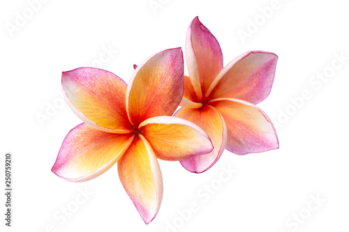 Pink frangipani isolated on white background
