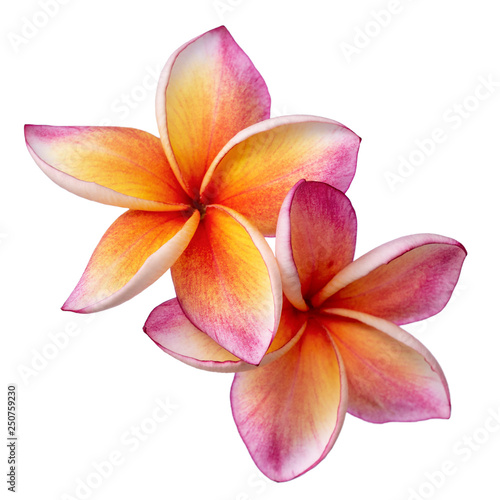 Pink frangipani isolated on white background