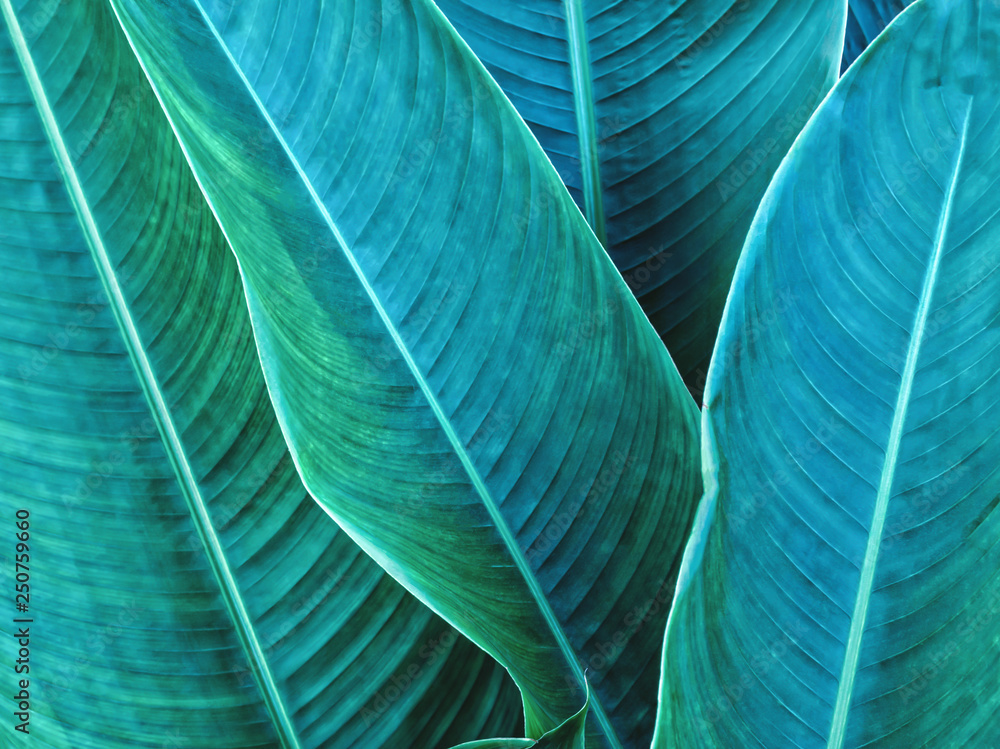green leaf texture background green leaf texture background