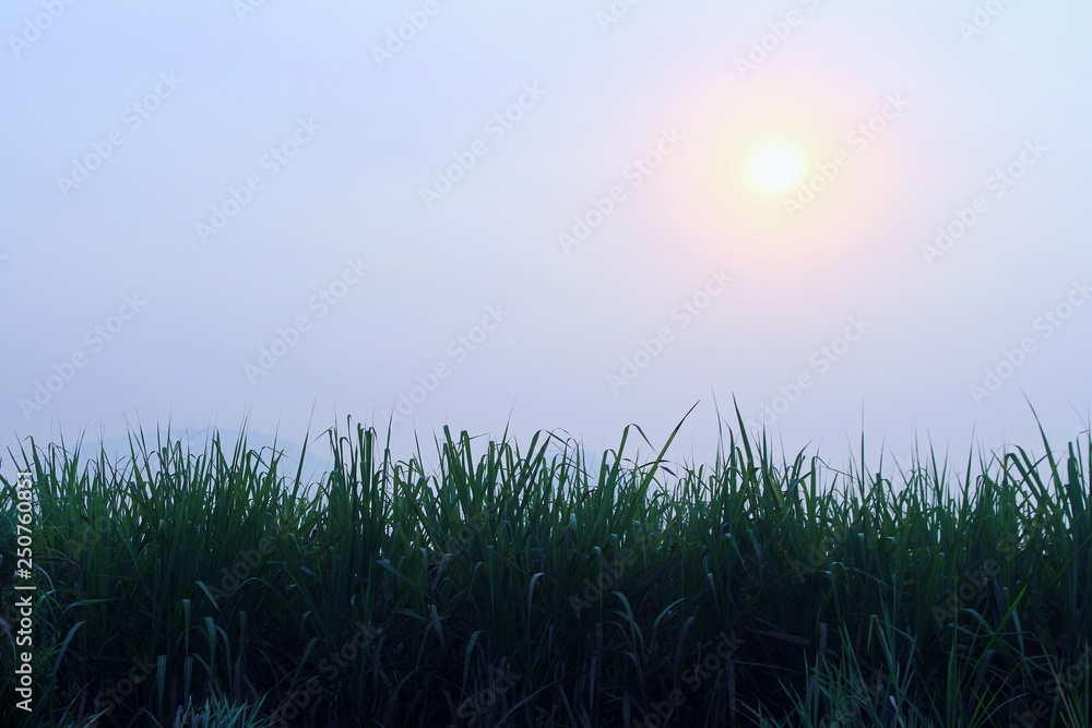 Green cane leaf with morning sky. landscape nature in Thailand countryside