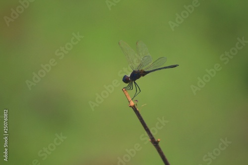 Dragon-fly © Aline Leão