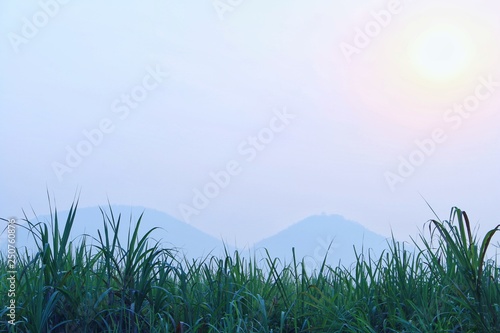Green cane leaf with morning sky. mountain of landscape nature in Thailand countryside