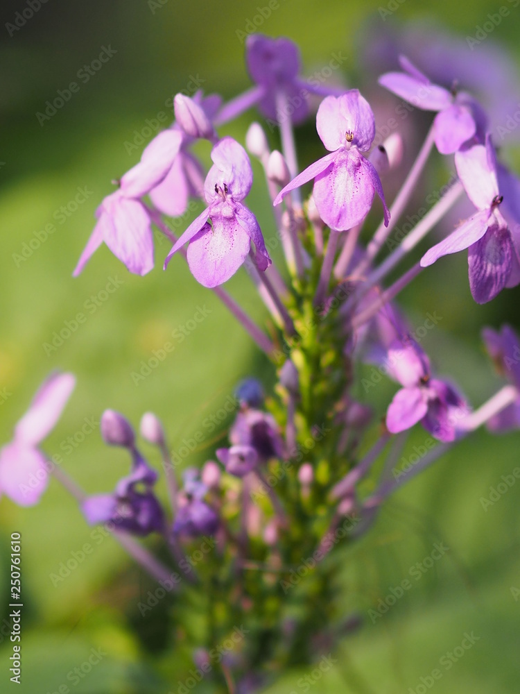 purple flower on blur background beautiful nature
