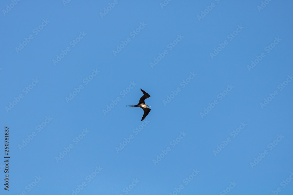 Seagull flying in the blue gradient sky