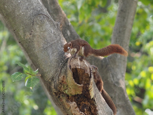 Squirrel climbs on the trunk tree