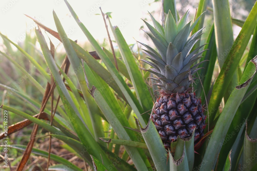Green pineapple farming in countryside Thailand Green pineapple farming in countryside Thailand