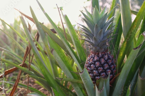 Green pineapple farming in countryside Thailand