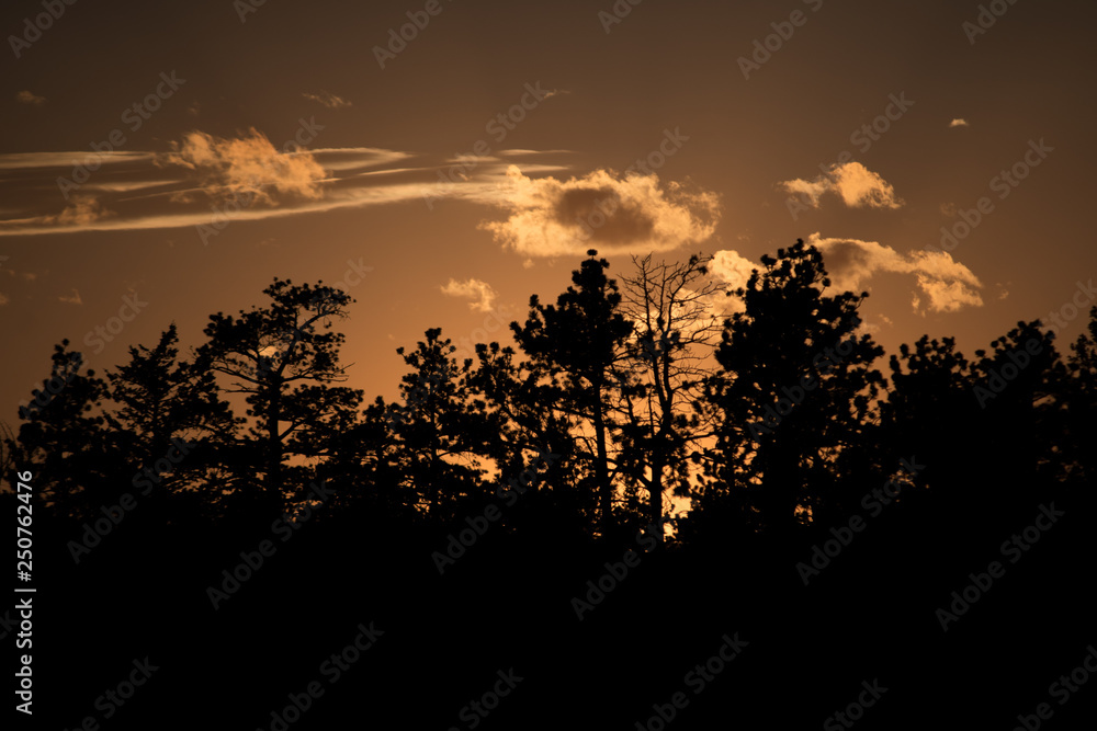 Silhouette of Trees at Sunset