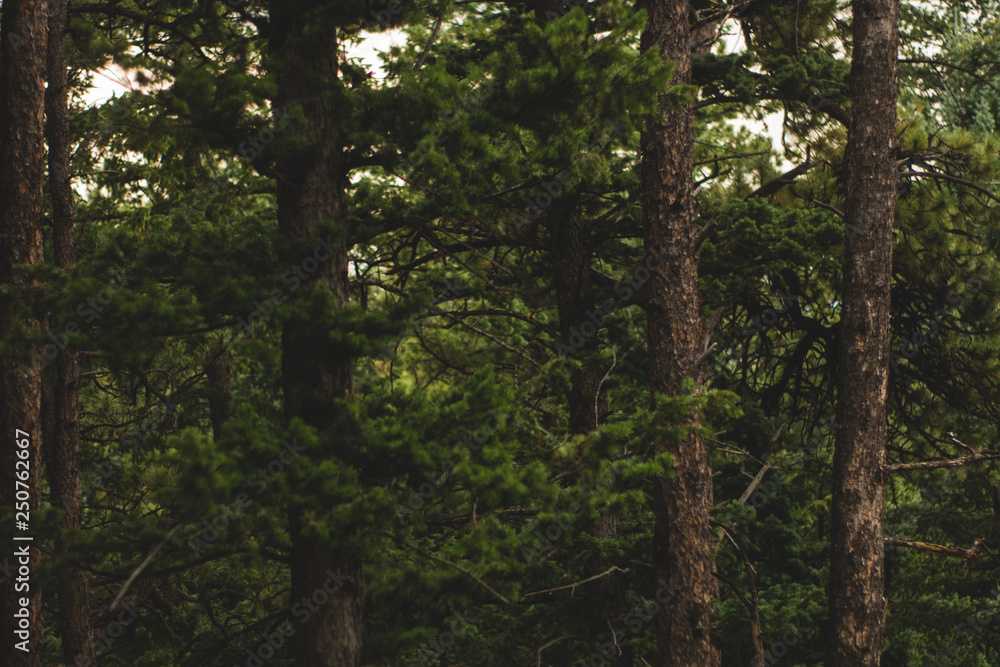 Naklejka premium Trees in a Warm Forest