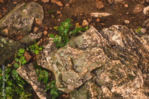 Lichen and Moss on Rocks