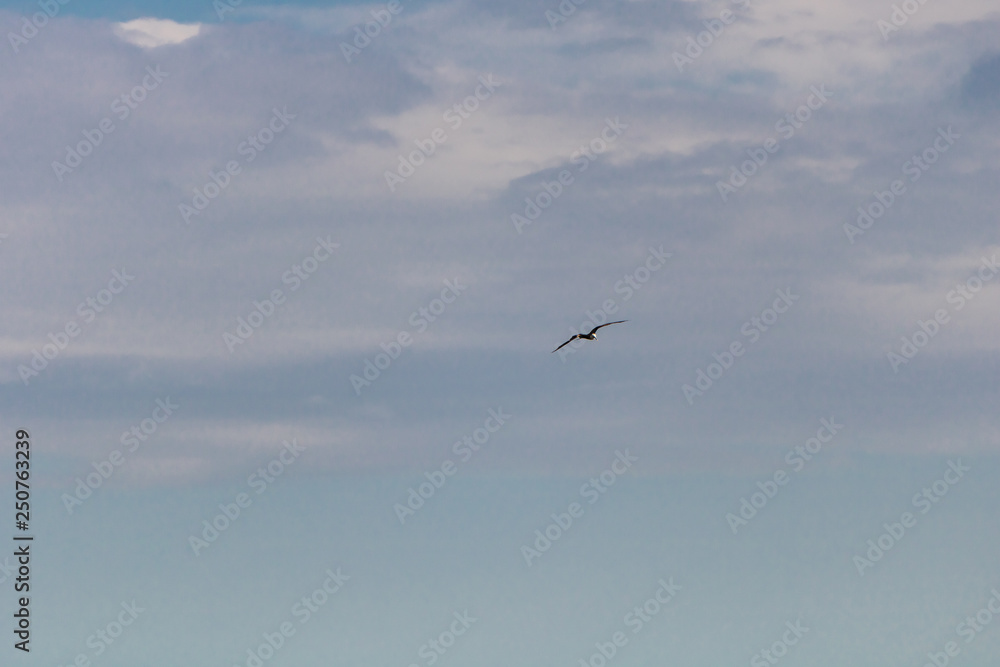 Seagull flying in the blue gradient sky Seagull flying in the blue gradient sky