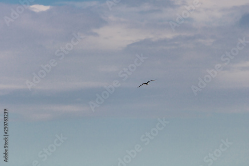 Seagull flying in the blue gradient sky © Fabio