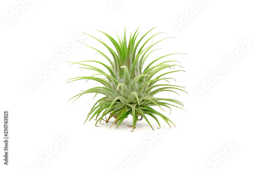 Tillandsia isolated on white background.Tillandsia are careless and low maintenance ornamental plants that required no soil, only plenty of water, sunlight and good airflow. Fresh green Tillandsia.