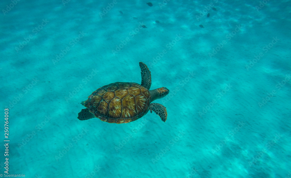 Obraz premium Klein Curacao