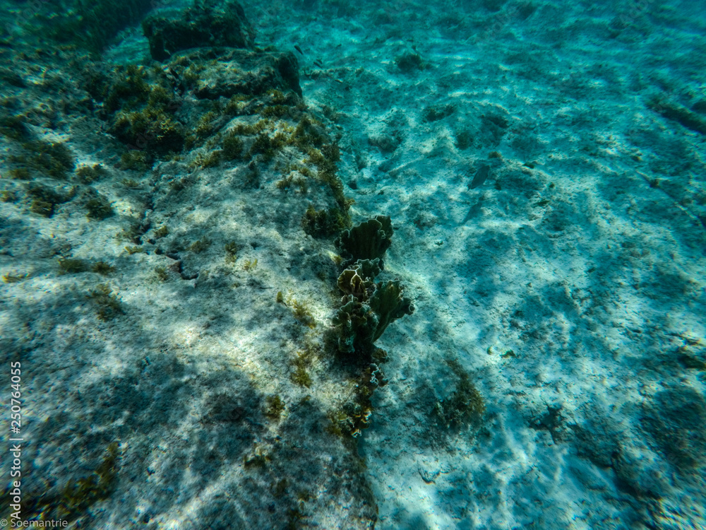 Fototapeta premium Klein Curacao