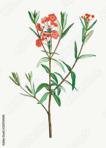 Bog Laurel bloom