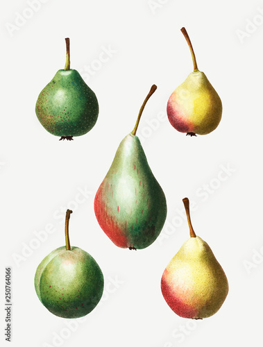 Vintage pear fruit drawing