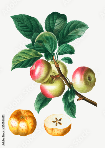 Apples on a branch