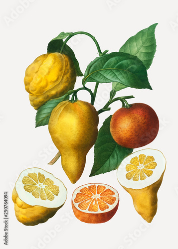Bitter orange