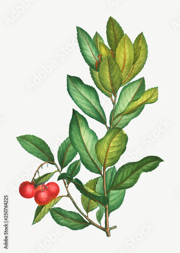 Tableau sur toile Strawberry tree branch