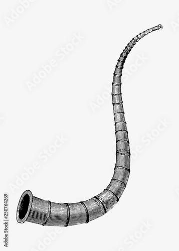 Antique war horn