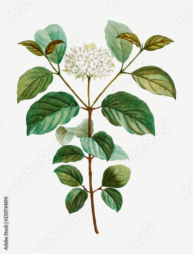 Common dogwood flower