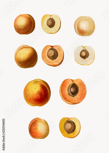 Apricot fruits