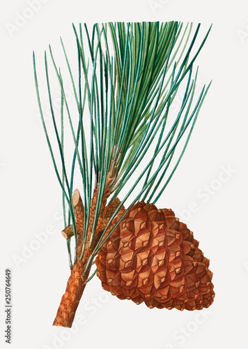 Stone pine cones on a branch