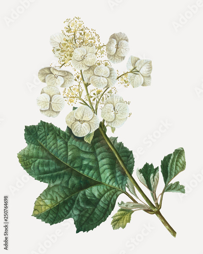 Oaklead hydrangea flower