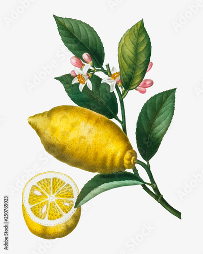Lemon tree branch
