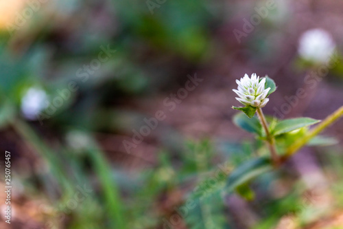 Grass flowers with blurred background.