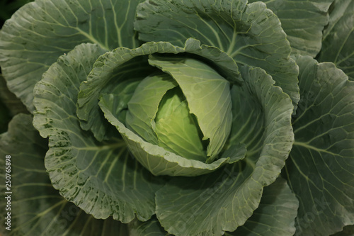 Closeup organic cabbage vegetable background.