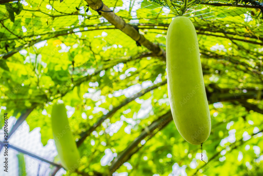 Young green wax gourd hanging on the vine. Benincasa hispida, the wax gourd, also called ash