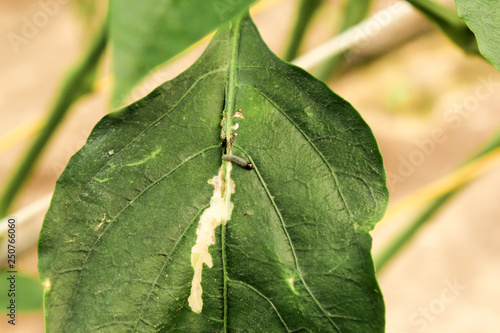 diseased pepper plant, with worms in leaves © ReyesPhoto