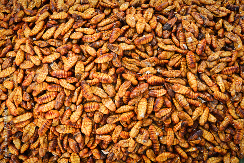 Crispy fried insects worm with salt / silk worms bamboo insect protein rich food - Pupa , Chrysalis