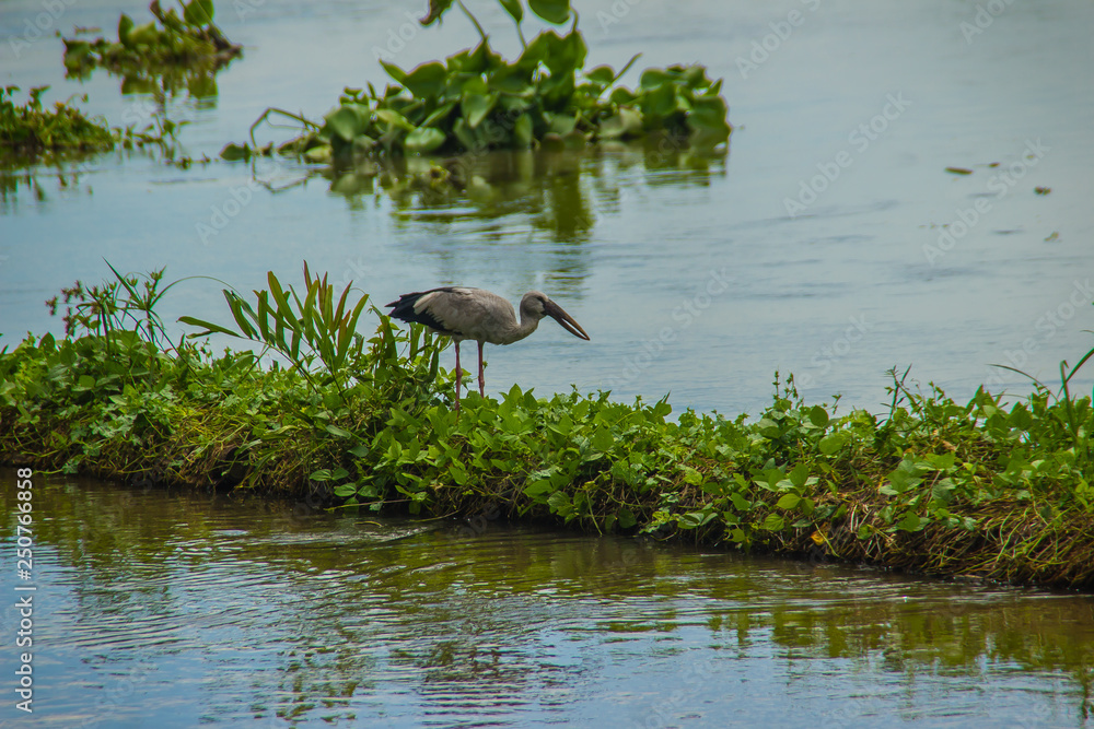 Cute Asian openbill or Asian openbill stork bird (Anastomus oscitans) is looking for snails, their main prey on the river bank. Anastomus oscitans is a large wading bird in the stork family Ciconiidae Cute Asian openbill or Asian openbill stork bird (Anastomus oscitans) is looking for snails, their main prey on the river bank. Anastomus oscitans is a large wading bird in the stork family Ciconiidae