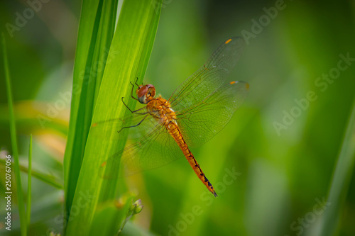 Golden dragonfly on plant - Image