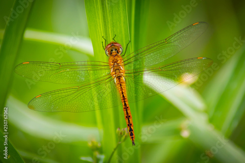 Golden dragonfly on plant - Image