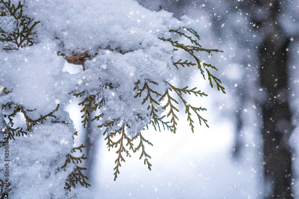 Snow on Christmas Tree Branch. Closeup.