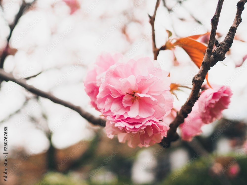 Εκτύπωση καμβά Beautiful pink cherry blossom branch in spring season at Iwakuni, Japan for background