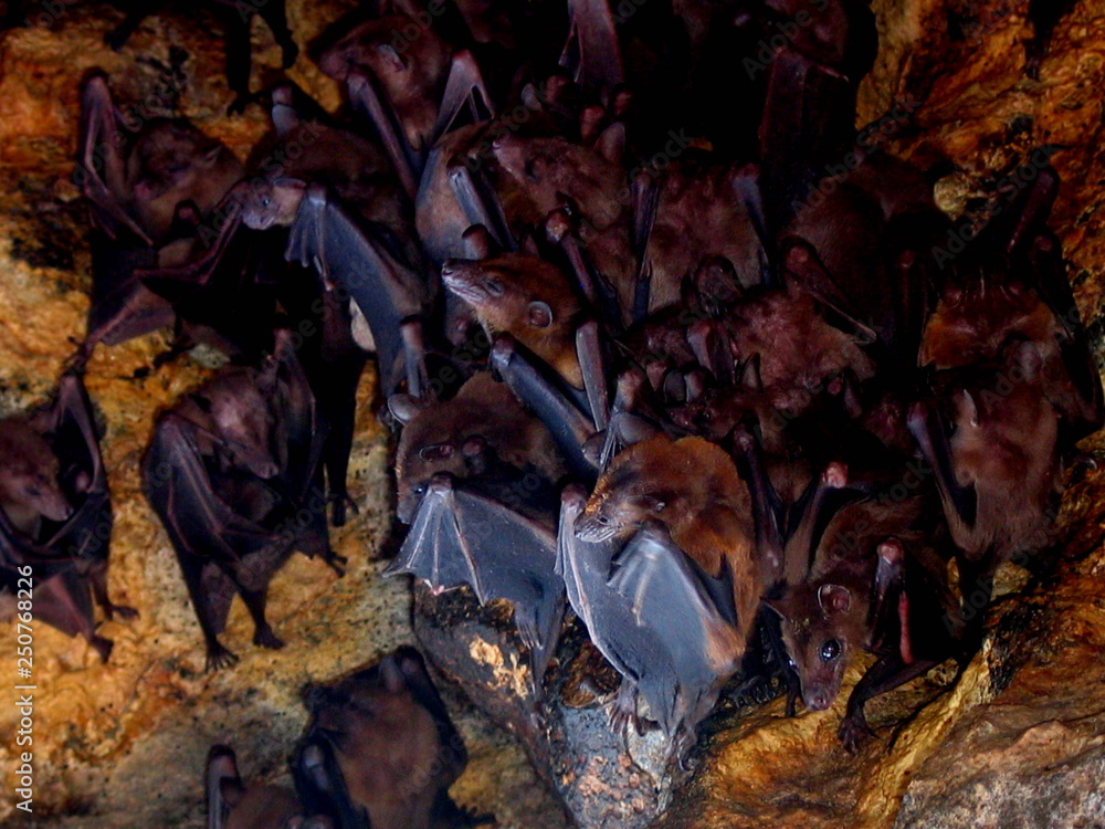 Bats in cave of Bali. Indonesia. Year 2000 Bats in cave of Bali. Indonesia. Year 2000