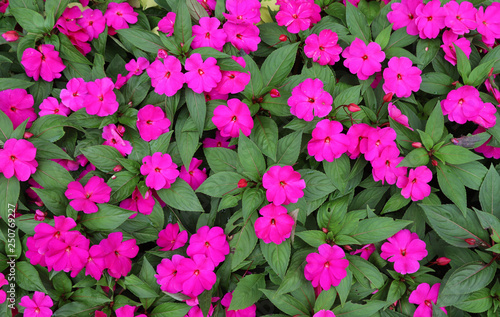 Image of pink new guinea balsam flowers and green leaves in the garden in sunny day. 